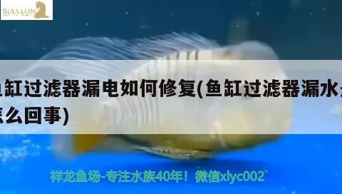 魚(yú)缸過(guò)濾器漏電如何修復(fù)(魚(yú)缸過(guò)濾器漏水是怎么回事)