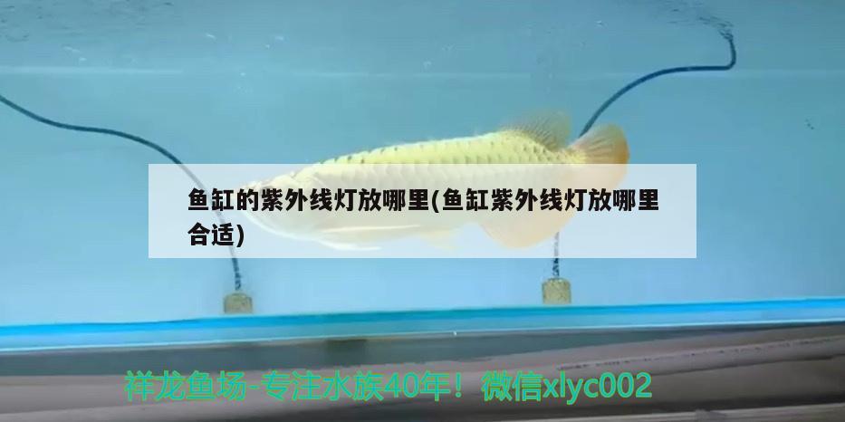 魚缸的紫外線燈放哪里(魚缸紫外線燈放哪里合適)