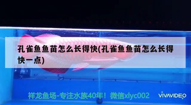 孔雀魚魚苗怎么長得快(孔雀魚魚苗怎么長得快一點)