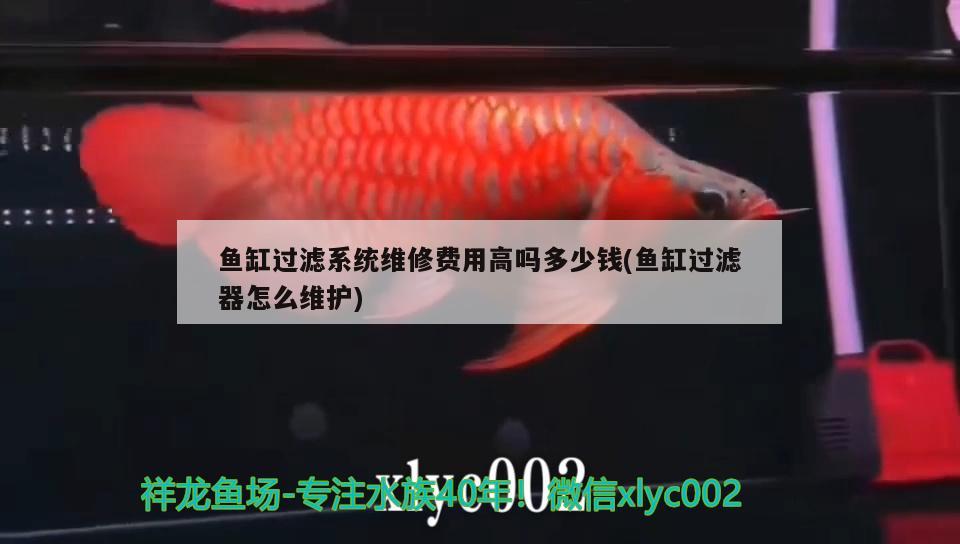 魚(yú)缸過(guò)濾系統(tǒng)維修費(fèi)用高嗎多少錢(qián)(魚(yú)缸過(guò)濾器怎么維護(hù))