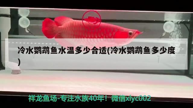 冷水鸚鵡魚(yú)水溫多少合適(冷水鸚鵡魚(yú)多少度) 鸚鵡魚(yú)