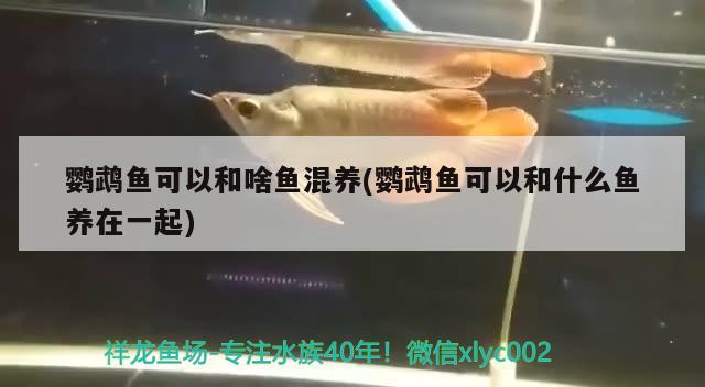 鸚鵡魚可以和啥魚混養(yǎng)(鸚鵡魚可以和什么魚養(yǎng)在一起) 鸚鵡魚