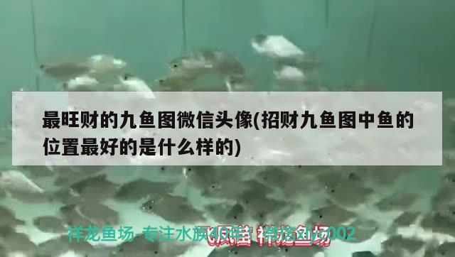 最旺財(cái)?shù)木鹏~圖微信頭像(招財(cái)九魚圖中魚的位置最好的是什么樣的)