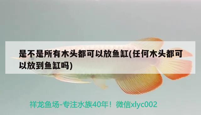 是不是所有木頭都可以放魚缸(任何木頭都可以放到魚缸嗎)