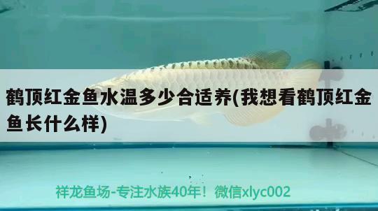 鶴頂紅金魚(yú)水溫多少合適養(yǎng)(我想看鶴頂紅金魚(yú)長(zhǎng)什么樣) 觀賞魚(yú)