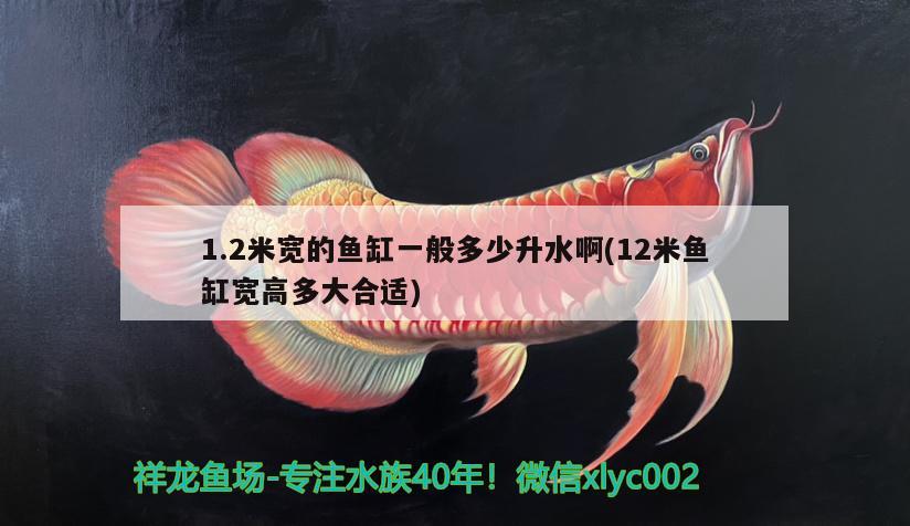 1.2米寬的魚缸一般多少升水啊(12米魚缸寬高多大合適) 白化巴西龜（白巴）