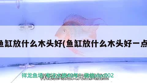 魚缸放什么木頭好(魚缸放什么木頭好一點(diǎn)) 黃金夢(mèng)幻雷龍魚