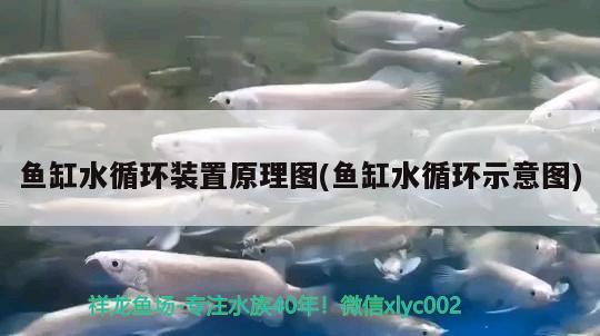 魚缸水循環(huán)裝置原理圖(魚缸水循環(huán)示意圖)