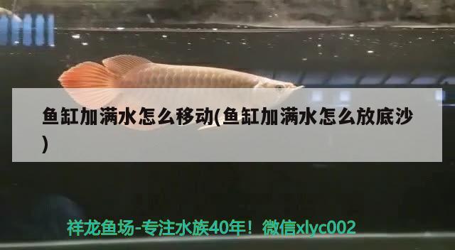 魚缸加滿水怎么移動(dòng)(魚缸加滿水怎么放底沙) 狗仔招財(cái)貓魚