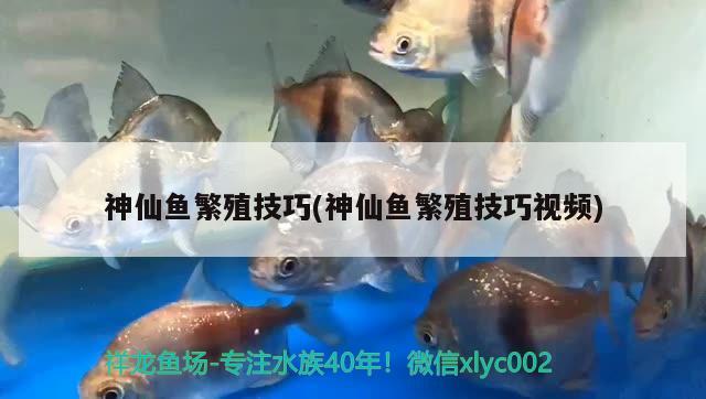 神仙魚繁殖技巧(神仙魚繁殖技巧視頻) 觀賞魚