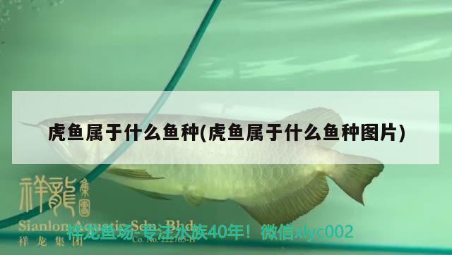 虎魚屬于什么魚種(虎魚屬于什么魚種圖片) 虎魚百科