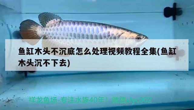 魚缸木頭不沉底怎么處理視頻教程全集(魚缸木頭沉不下去)