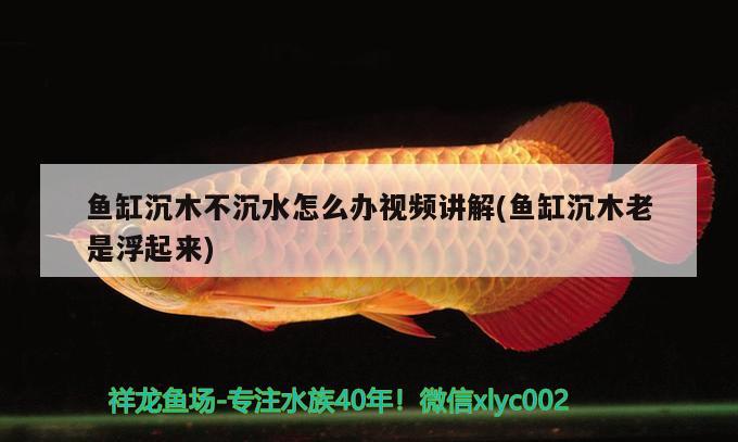 魚缸沉木不沉水怎么辦視頻講解(魚缸沉木老是浮起來)