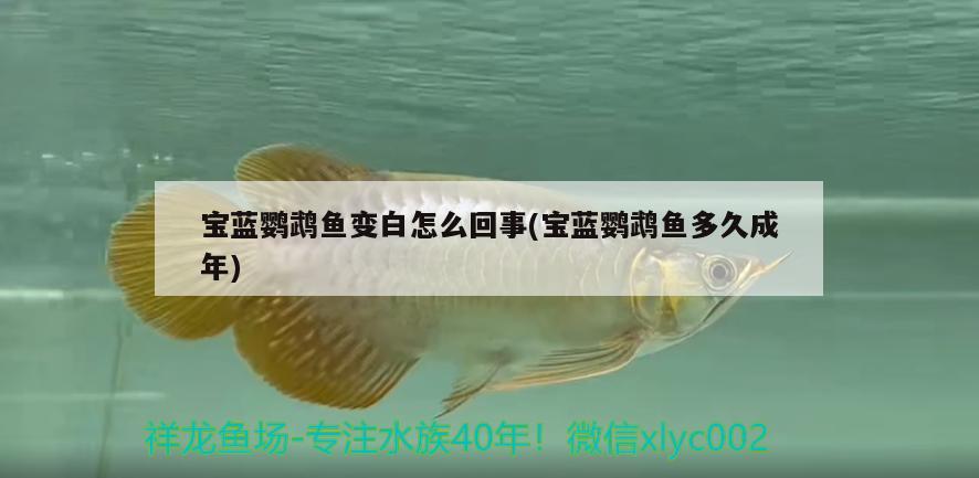 寶藍鸚鵡魚變白怎么回事(寶藍鸚鵡魚多久成年) 鸚鵡魚