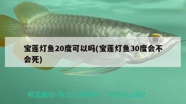 寶蓮燈魚20度可以嗎(寶蓮燈魚30度會不會死)