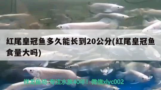 紅尾皇冠魚(yú)多久能長(zhǎng)到20公分(紅尾皇冠魚(yú)食量大嗎) 觀賞魚(yú)