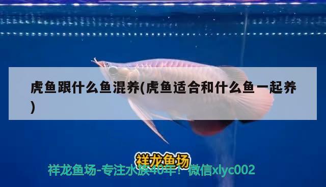 虎魚跟什么魚混養(yǎng)(虎魚適合和什么魚一起養(yǎng)) 虎魚百科