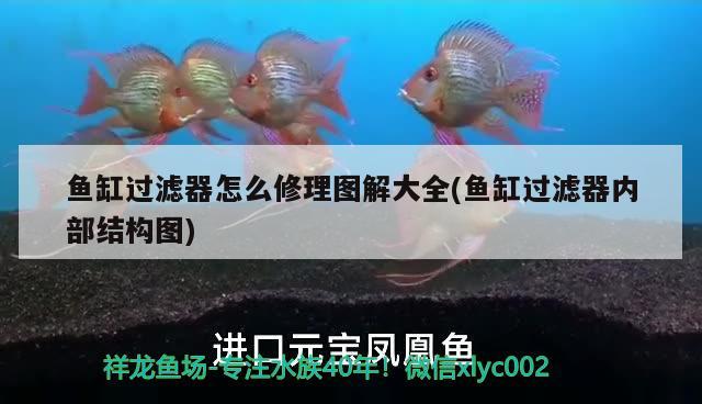 魚缸過濾器怎么修理圖解大全(魚缸過濾器內(nèi)部結(jié)構(gòu)圖)