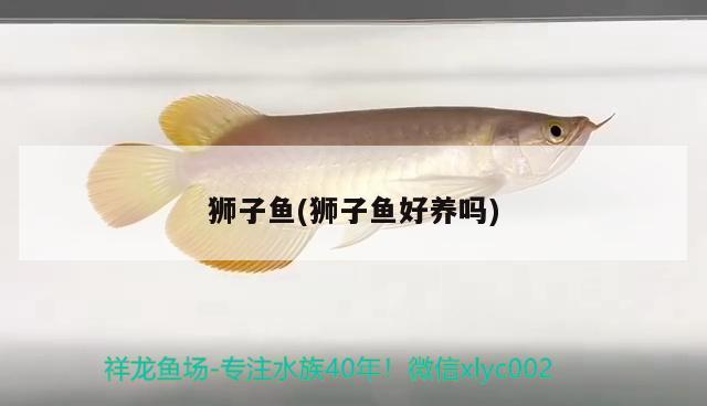 獅子魚(獅子魚好養(yǎng)嗎) 觀賞魚