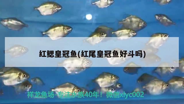 紅鰓皇冠魚(紅尾皇冠魚好斗嗎) 觀賞魚