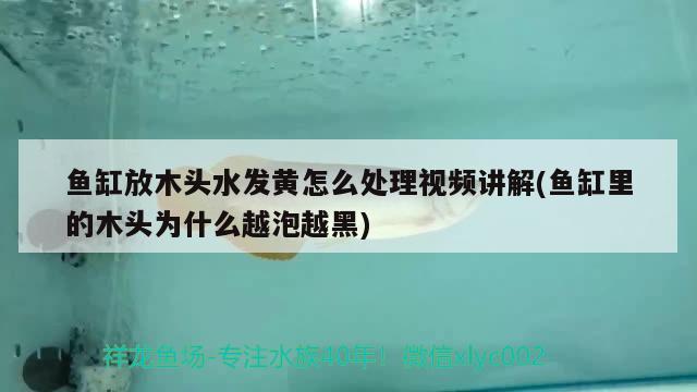 魚缸放木頭水發(fā)黃怎么處理視頻講解(魚缸里的木頭為什么越泡越黑) 祥龍龍魚魚糧