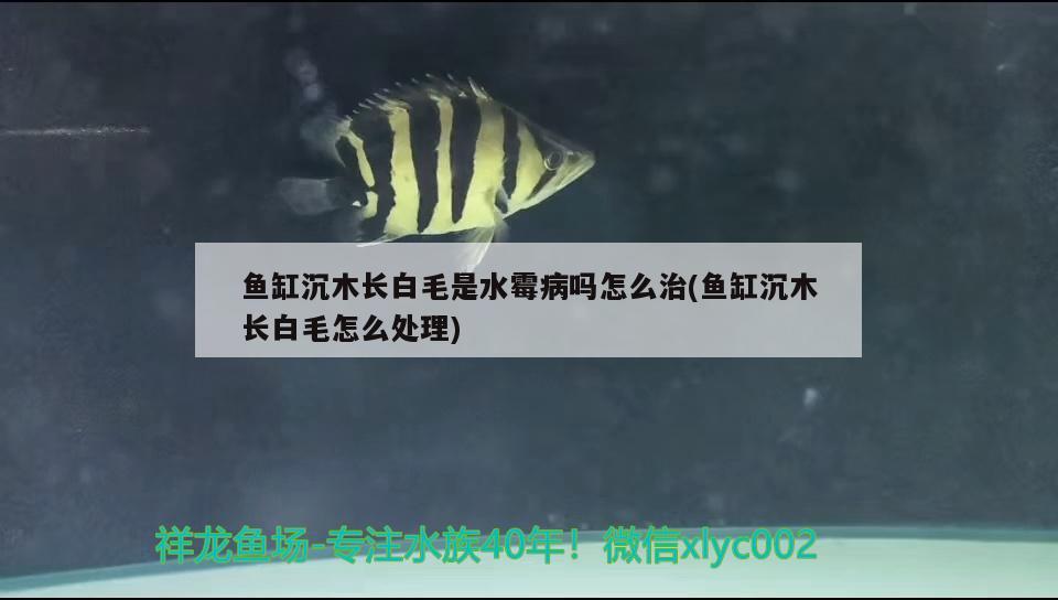 魚缸沉木長白毛是水霉病嗎怎么治(魚缸沉木長白毛怎么處理)