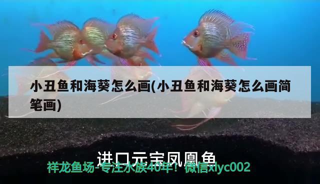 小丑魚和海葵怎么畫(小丑魚和?？趺串嫼?jiǎn)筆畫) 海水魚