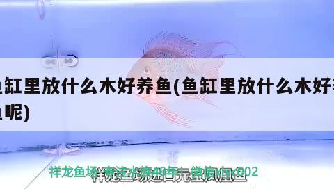 魚缸里放什么木好養(yǎng)魚(魚缸里放什么木好養(yǎng)魚呢) 海象魚