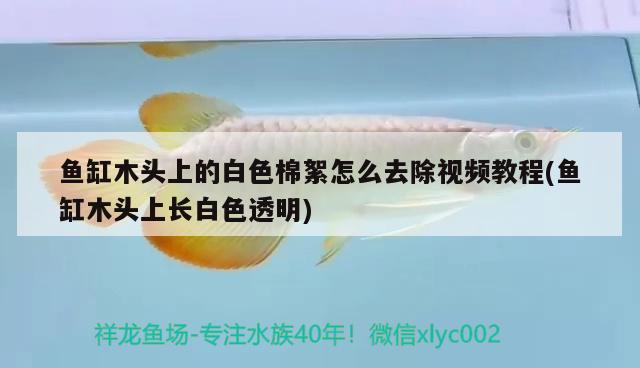 魚(yú)缸木頭上的白色棉絮怎么去除視頻教程(魚(yú)缸木頭上長(zhǎng)白色透明)