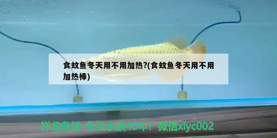 食蚊魚冬天用不用加熱?(食蚊魚冬天用不用加熱棒)