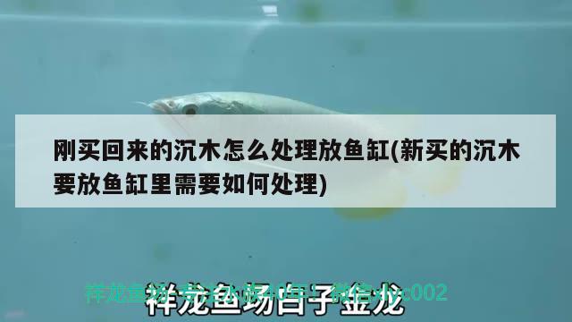 剛買回來的沉木怎么處理放魚缸(新買的沉木要放魚缸里需要如何處理) 金老虎魚 第2張