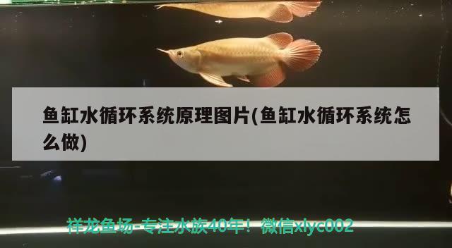 魚缸水循環(huán)系統(tǒng)原理圖片(魚缸水循環(huán)系統(tǒng)怎么做)