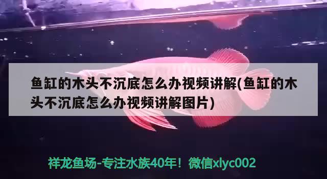 魚缸的木頭不沉底怎么辦視頻講解(魚缸的木頭不沉底怎么辦視頻講解圖片)