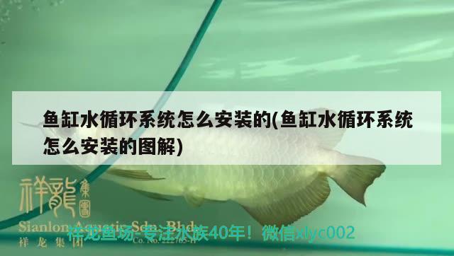 魚缸水循環(huán)系統(tǒng)怎么安裝的(魚缸水循環(huán)系統(tǒng)怎么安裝的圖解)