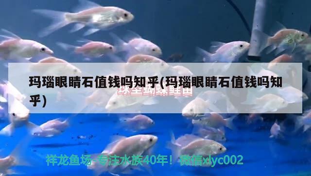 瑪瑙眼睛石值錢嗎知乎(瑪瑙眼睛石值錢嗎知乎) 觀賞魚