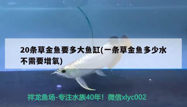 20條草金魚要多大魚缸(一條草金魚多少水不需要增氧) 黃金斑馬魚