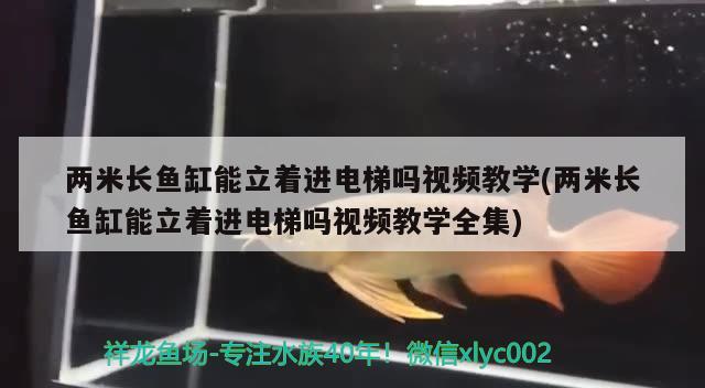 兩米長魚缸能立著進電梯嗎視頻教學(xué)(兩米長魚缸能立著進電梯嗎視頻教學(xué)全集) 潛水艇魚