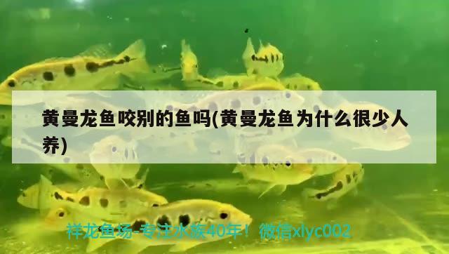 黃曼龍魚咬別的魚嗎(黃曼龍魚為什么很少人養(yǎng)) 觀賞魚