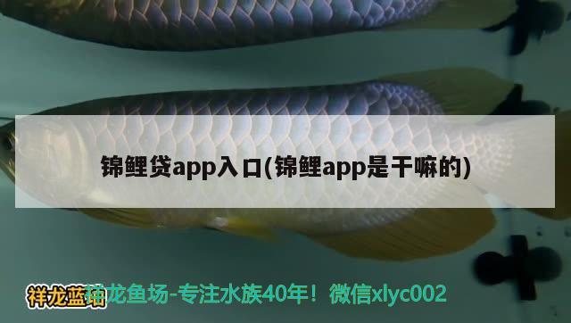 錦鯉貸app入口(錦鯉app是干嘛的) 觀賞魚 第1張