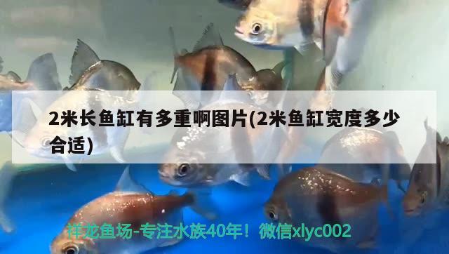 2米長魚缸有多重啊圖片(2米魚缸寬度多少合適)