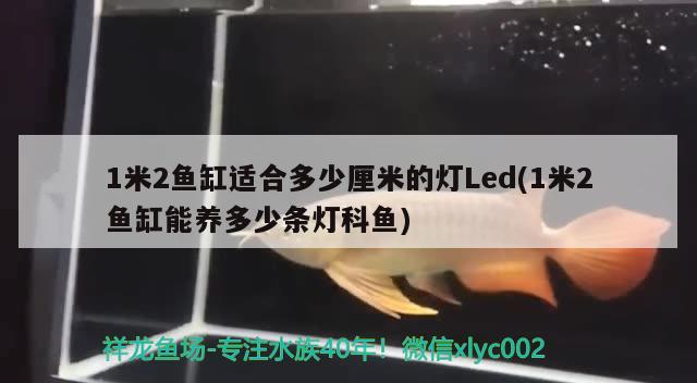 1米2魚缸適合多少厘米的燈Led(1米2魚缸能養(yǎng)多少條燈科魚)