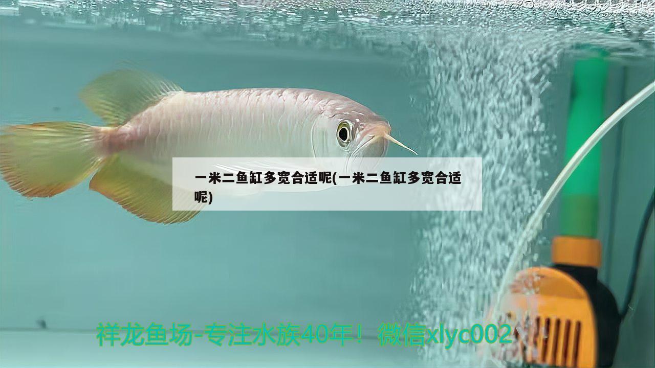 一米二魚缸多寬合適呢(一米二魚缸多寬合適呢) 申古三間魚