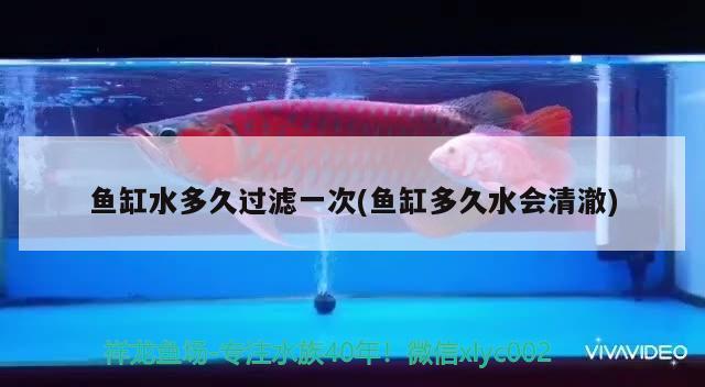 魚缸水多久過濾一次(魚缸多久水會清澈) 福滿鉆魚