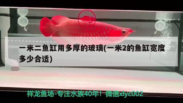 一米二魚缸用多厚的玻璃(一米2的魚缸寬度多少合適) 純血皇冠黑白魟魚 第2張