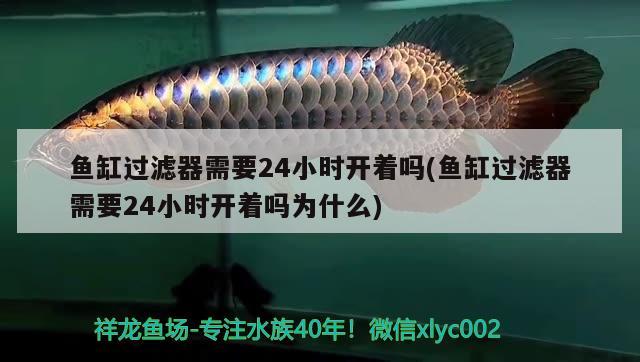 魚缸過濾器需要24小時開著嗎(魚缸過濾器需要24小時開著嗎為什么)