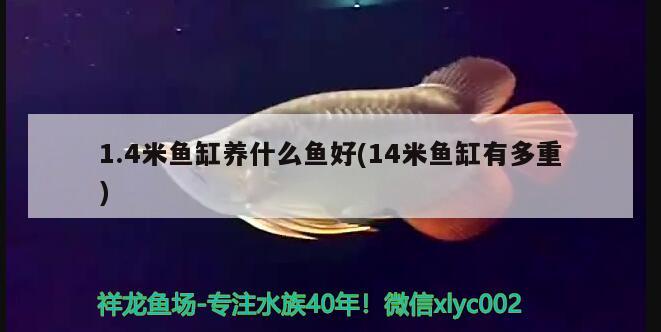 1.4米魚缸養(yǎng)什么魚好(14米魚缸有多重)