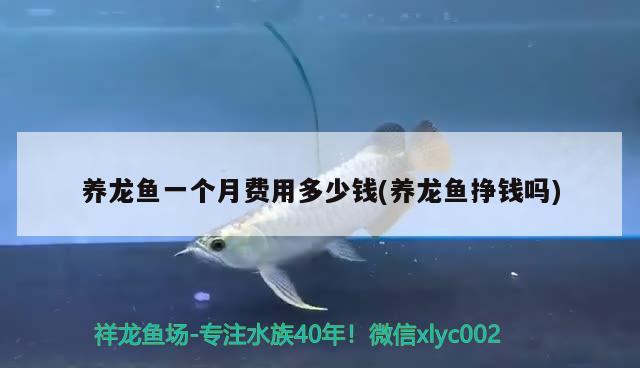 養(yǎng)龍魚(yú)一個(gè)月費(fèi)用多少錢(養(yǎng)龍魚(yú)掙錢嗎)