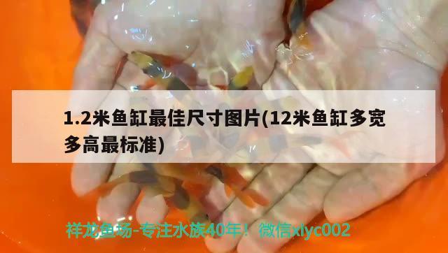 1.2米魚缸最佳尺寸圖片(12米魚缸多寬多高最標準)