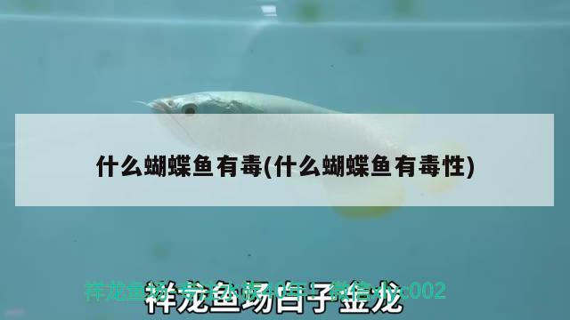 什么蝴蝶魚(yú)有毒(什么蝴蝶魚(yú)有毒性) 蝴蝶鯉