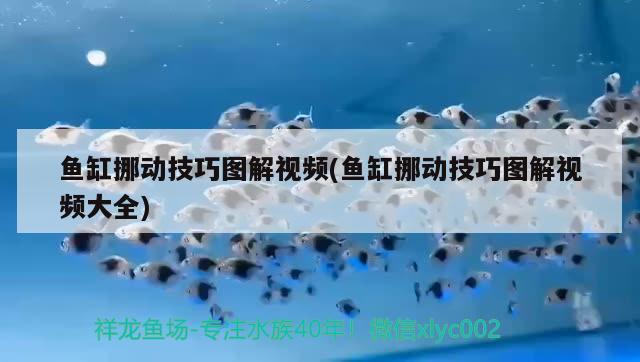 魚缸挪動技巧圖解視頻(魚缸挪動技巧圖解視頻大全) 斑馬鴨嘴魚